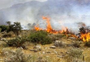اطفا حریق در 30 هکتار عرصه جنگلی نور
