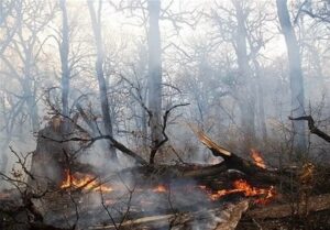 درخواست کمک پرتغال و اسپانیا از بروکسل برای مهار آتش سوزی‌های گسترده