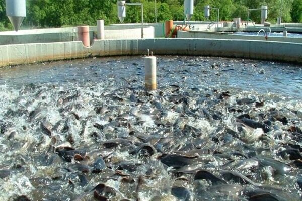توسعه شهرک‌های شیلاتی راهکاری برای اشتغالزایی و صادرات پایدار