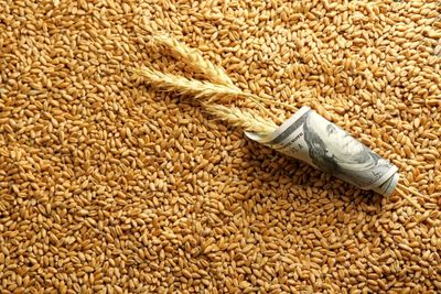 خودآزاری ناتمام ؛ واردات گندم از طلا فراتر رفته است
