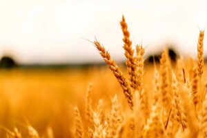 ارزش ۶ میلیارد دلاری بازار بذر گندم| ایران سریعترین پتانسیل رشد را در بازار خاورمیانه دارد