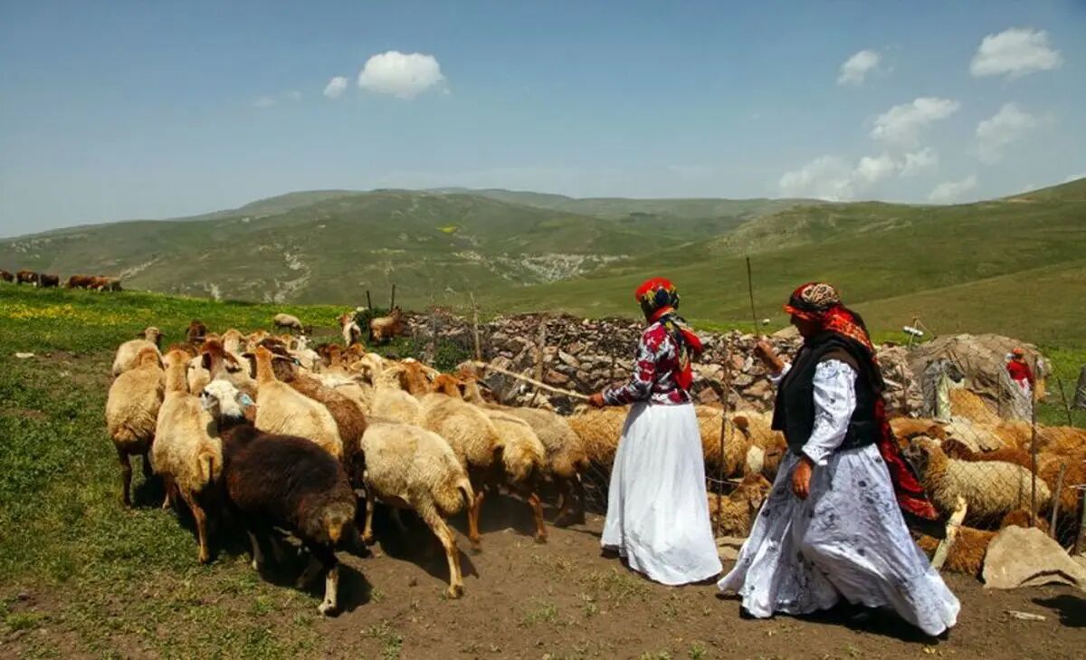 فروش بره نارس به دلیل گرانی خوراک دام؛ خشکسالی کمر پرورش دهنده های دام سبک را شکست