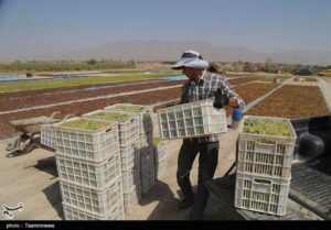 25 مجوز بی‌نام کشاورزی در خراسان شمالی صادر می‌شود