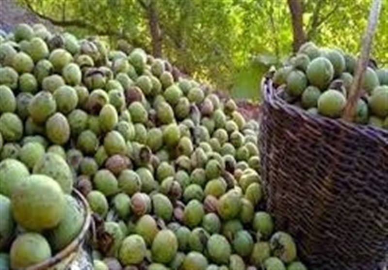 &quot;ثمرین&quot; میزبان جشنواره گردوی‌‌ اردبیل شد