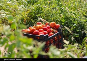 برداشت مکانیزه روزانه 200 تن گوجه‌فرنگی از مزارع خراسان شمالی