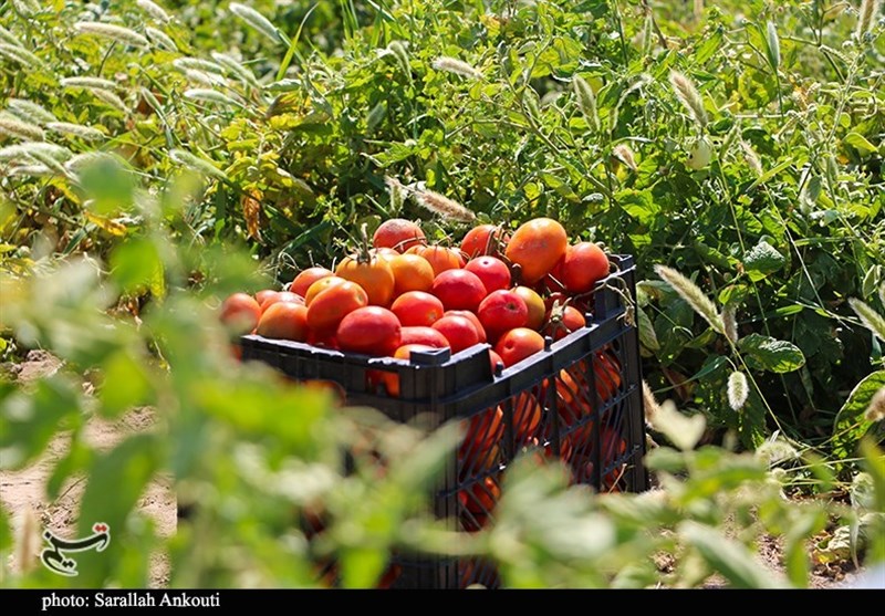 برداشت مکانیزه روزانه 200 تن گوجه‌فرنگی از مزارع خراسان شمالی