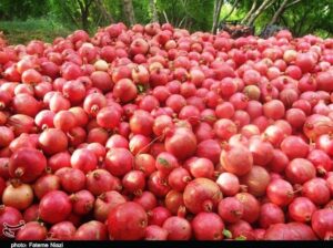 جشنواره ملی انار در کوهدشت؛ 20 سیاه‌چادر عشایری برپا می‌شود