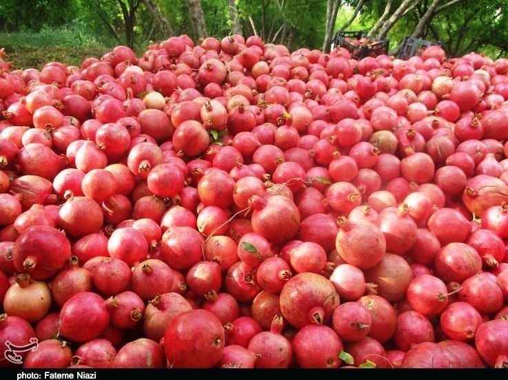 جشنواره ملی انار در کوهدشت؛ 20 سیاه‌چادر عشایری برپا می‌شود