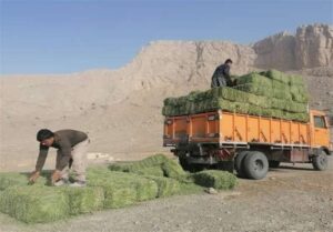 حرکت خودجوش روستاییان شاهرود برای نجات حیات‌وحش/ از کل و قوچ تا گورخر آسیایی