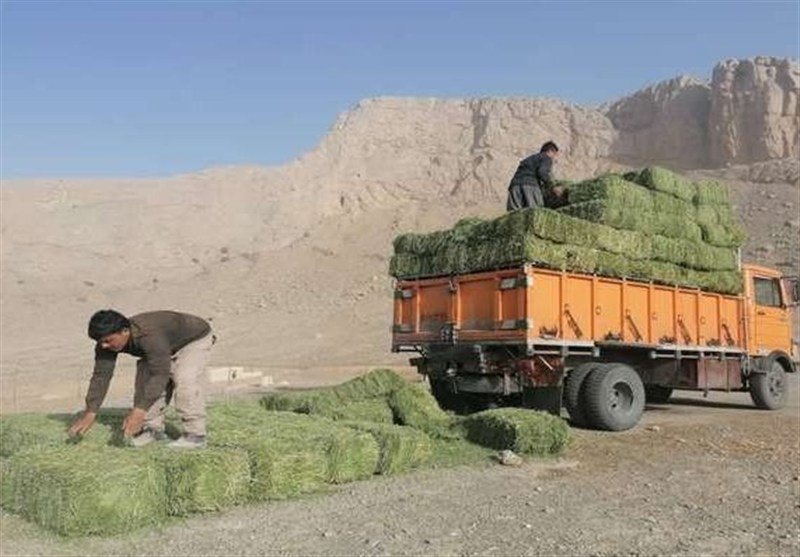 حرکت خودجوش روستاییان شاهرود برای نجات حیات‌وحش/ از کل و قوچ تا گورخر آسیایی