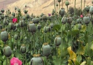 داروهای مشتق از تریاک؛ ضرورت حیاتی برای اتاق‌های عمل و برخی بیماران