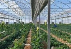 احداث بزرگترین شهرک گلخانه‌ای کشور در پارس‌آباد