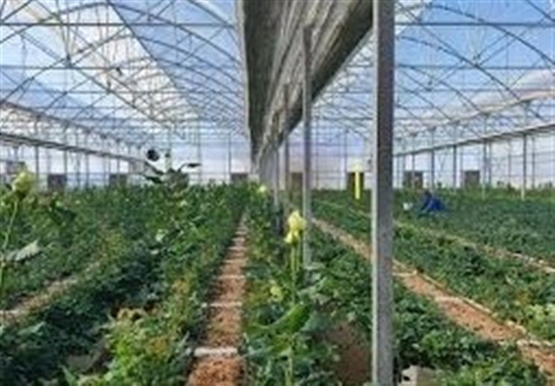 احداث بزرگترین شهرک گلخانه‌ای کشور در پارس‌آباد