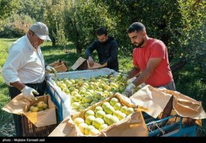 Ø¢ØºØ§Ø² Ø¨Ø±Ø¯Ø§Ø´Øª Ø³ÛØ¨ Ø§Ø² 6200 ÙÚ©ØªØ§Ø± Ø¨Ø§Øº Ø¯Ø± Ú©ÙÚ¯ÛÙÙÛÙ Ù Ø¨ÙÛØ±Ø§Ø­ÙØ¯+ÙÛÙÙ