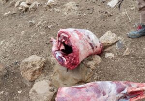 شکار غیرقانونی گرازهای وحشی در ایلام