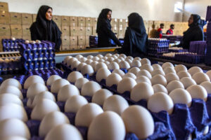 قیمت های حامی فوری/ تخم مرغ اعلام شد