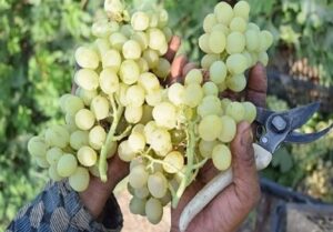 ضرورت ارتقای جایگاه جهانی ایران در تولید انگور و توسعه صادرات