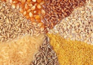 گلایه دامداران از کمبود نهاده‌های دامی یارانه‌ای در نطنز