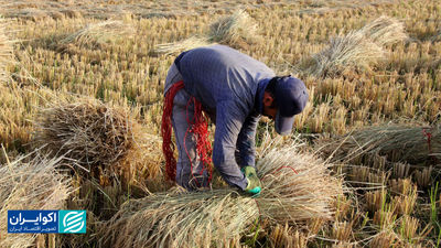 رسوب برنج در آداب و رسوم ؛ جنگ قیمت در بازار