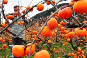 ارزش ۵.۱۵میلیارد دلاری بازار جهانی خرمالو در ۲۰۲۵| آسیا و اقیانوسیه پیشتاز در تولید جهانی