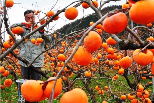 ارزش ۵.۱۵میلیارد دلاری بازار جهانی خرمالو در ۲۰۲۵| آسیا و اقیانوسیه پیشتاز در تولید جهانی