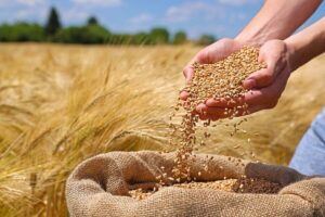 برگزاری اجلاس آگرفود ۲۰۲۵ در ترکیه با رویکرد بررسی روندهای تجارت جهانی غلات و حبوبات