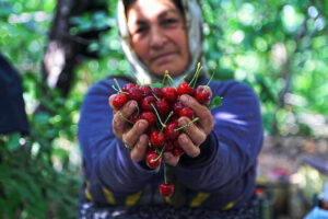 ایران بر سکوی ۳۹صادرات گیلاس؛ ارزش صادراتی ظرف یکسال ۹۸درصد کاهش یافت