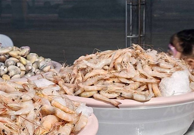 اولین جشنواره میگو درغان; تجلی فرهنگ و حفظ تلاش صیادان محلی