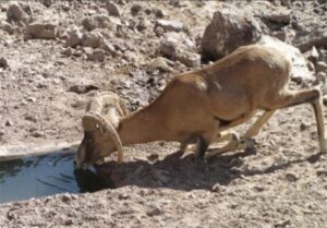 آغاز سرشماری حیات‌ وحش منطقه شکار ممنوع خیبر خواف