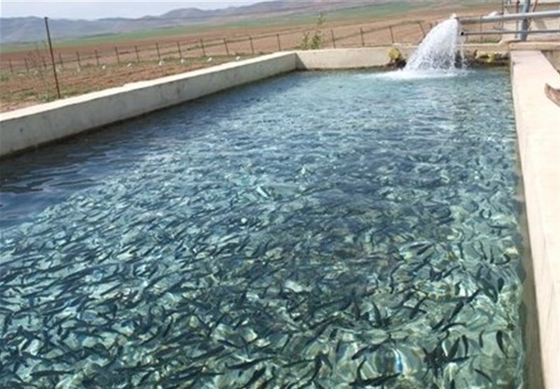 اجرای طرح پرورش ماهی در استخرهای کشاورزی بوشهر