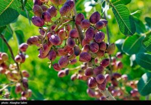 افزایش 30درصدی صادرات پسته خراسان رضوی