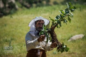 تنها پنج درصد از محصولات کشاورزی ایران ارگانیک است