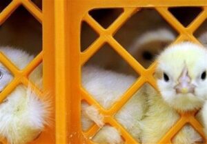 ØªÙØ²ÛØ¹ 6 ÙØ²Ø§Ø± Ø¬ÙØ¬Ù ÙØ±Øº Ø¨ÙÙÛ Ø¨ÛÙ Ø§Ø¹Ø¶Ø§Û ØµÙØ¯ÙÙâÙØ§Û Ø²ÙØ§Ù Ø±ÙØ³ØªØ§ÛÛ Ù Ø¹Ø´Ø§ÛØ±Û