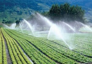 حرکت به سوی خودکفایی بذری در سیستان و بلوچستان