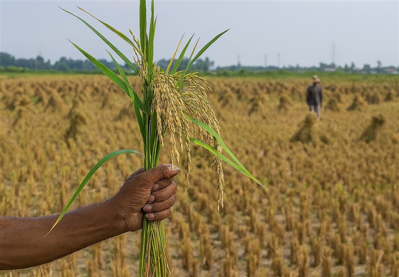 رونمایی از دستاوردهای نوین بخش کشاورزی در نمایشگاه تخصصی گلستان