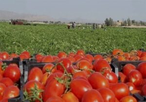 صادرات 46 هزار تن محصولات کشاورزی استان بوشهر