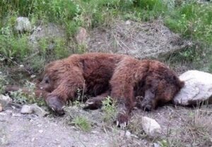 خرس قهوهای در سرچهان فارس قربانی جادههای ناامن شد