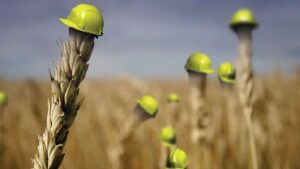 بیمه فراگیر گندم اجرا می‌شود؟