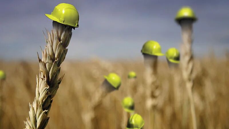 بیمه فراگیر گندم اجرا می‌شود؟