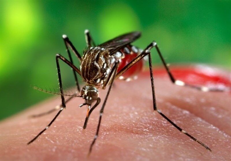 ۱۳۸ مورد تب دانگی در هرمزگان ثبت شد