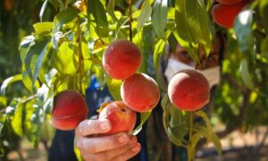 افزایش ۸.۶درصدی صادرات جهانی هلو در سال ۲۰۲۴| میانگین قیمت ۱۵۴۱دلاری هر تن هلو وارداتی