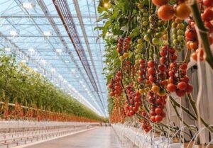 پرداخت ۲۰ هزار میلیارد ریال تسهیلات برای احداث گلخانه ها