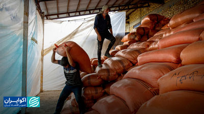 دست پنهان رانت در بازار برنج