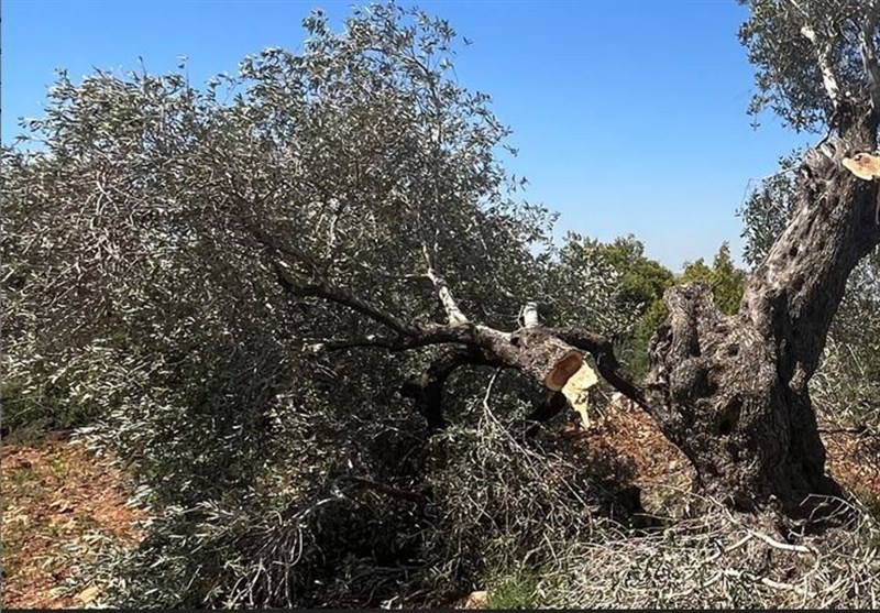 75 درصد درختان زیتون غزه در حملات رژیم صهیونیستی از بین رفتند