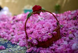 اطلاعات گمرک نشان می دهد که عربستان و ترکیه این محصول ایرانی را به عنوان نام خود نامگذاری کرده اند