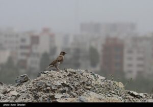 افزایش آلودگی هوای سمنان تا پایان هفته / هشدار هواشناسی به گروه های حساس