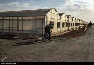 انقلاب سبز هرمزگان؛ نقشه راه جدید کشاورزی با محوریت گلخانهها