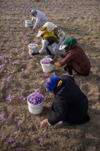 بازار جهانی زعفران در اسپانیا؛ ایران فقط تامین کننده است
