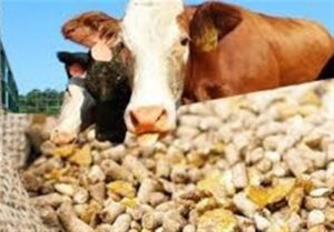 بحران نهاده های دامی نفس دامداران لرستانی را گرفته است