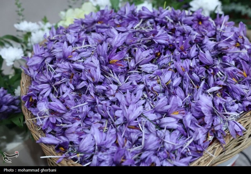 دستورالعمل اجرایی مدیریت مگس زعفران ابلاغ شد